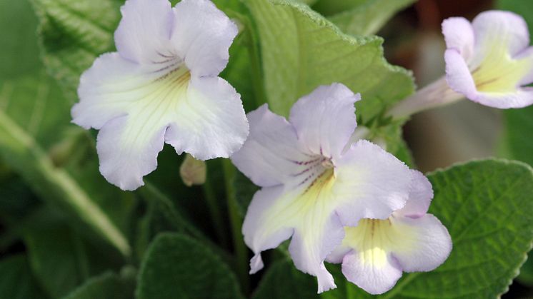 Streptocarpus x ´Victoria´