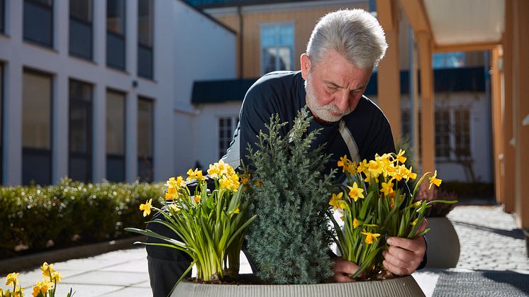 Vår driftsleder Eddie planter påskeliljer som normalt på Verket i Moss i år også.