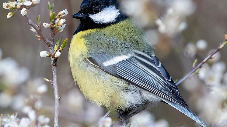 Talgoxe, Parus major major, Uppland. Foto: Tomas Carlberg