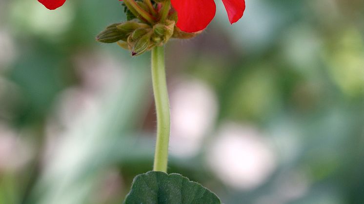 Årets Pelargon 2009 - Pelargonium ’A Happy Thought’
