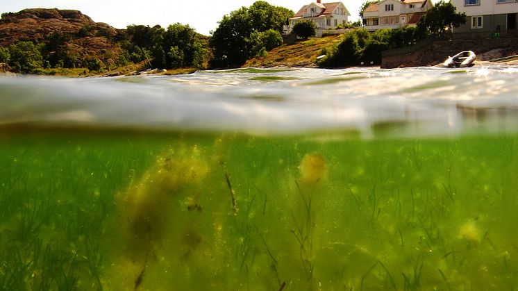 Hög biologisk mångfald ger friska sjögräsängar
