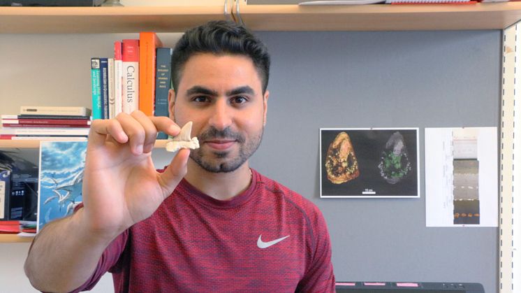 The lead author Mohamad Bazzi holding a lamniform shark tooth.   