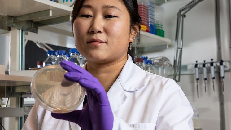 Att utföra laborationer har blivit svårare under coronapandemin. På bilden Helen Wang som studerar en viss typ av farliga bakterier med anslag från SSMF.