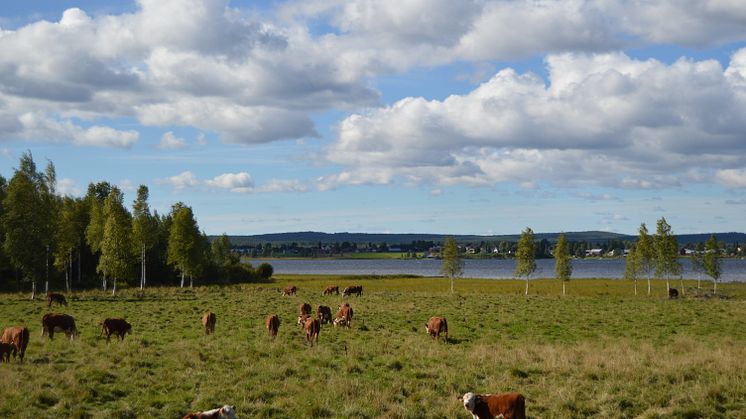 Hushållningssällskapet Norrbotten-Västerbotten prisar årets landsbygdsinsatser i helgen. Foto: Hushållningssällskapet