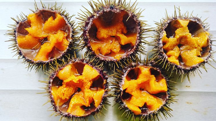 Ranched Urchins Credi Urchinomics