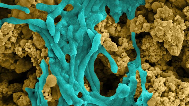 New technology can help combat climate crisis - bacteria-sheet-2