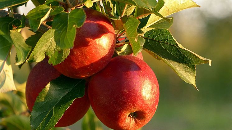 Äpple