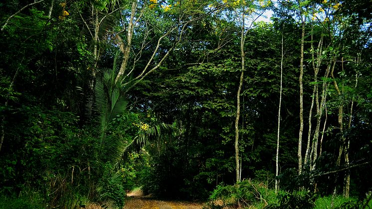 Amazonas