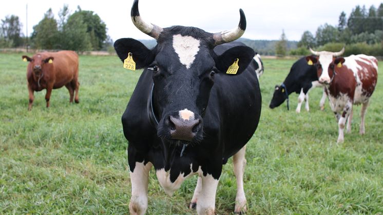​Arla on Suomen ensimmäinen soijan käytöstä luopuva meijeri