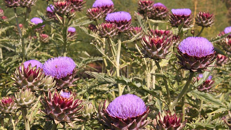 Kronärtskocka Cynara 'Herrgårds'- nyhet 2014 Blomsterlandet