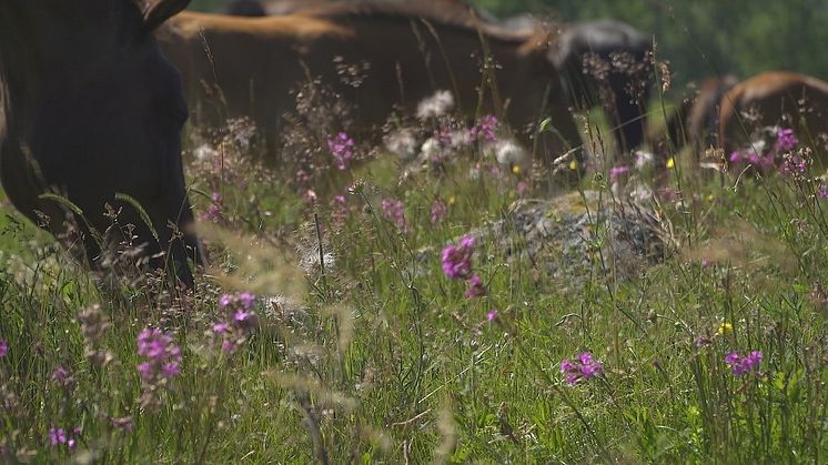 Betande djur är avgörande för att behålla mångfalden i marker som inte kan brukas på andra sätt. Om Sverige ska nå miljömålet om ett rikt odlingslandskap behöver betandet på naturbetesmarkerna öka.