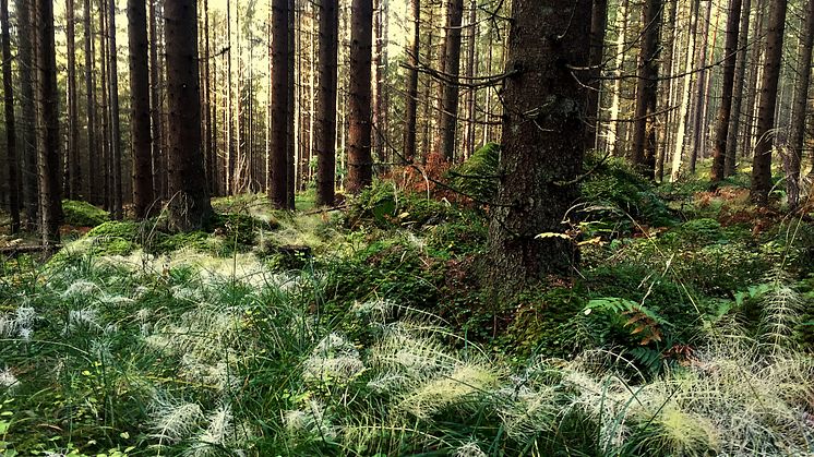 Skog