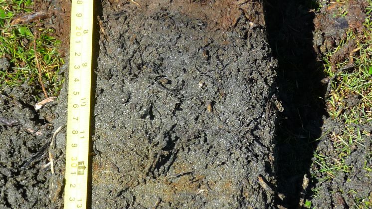 Sand deposits in a sediment core