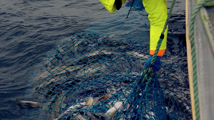 Skreifiske vid norska kusten