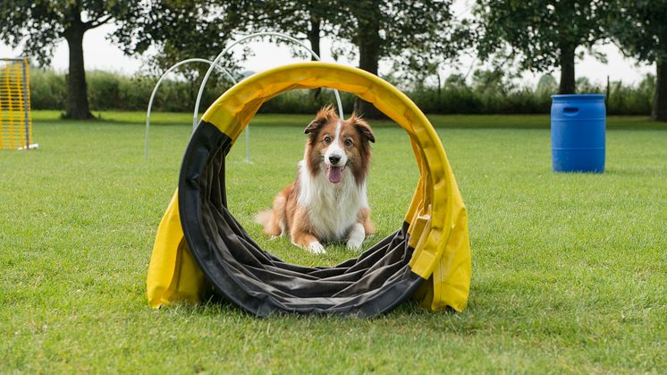 Border-collie-som_utövar_Hooper_FOTO_Mostphoto (1)