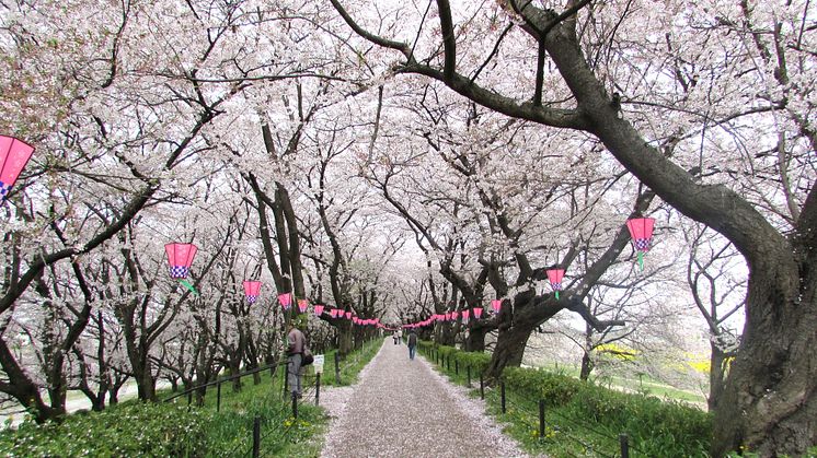 Satte Gongendo’s bank of cherry trees(2)