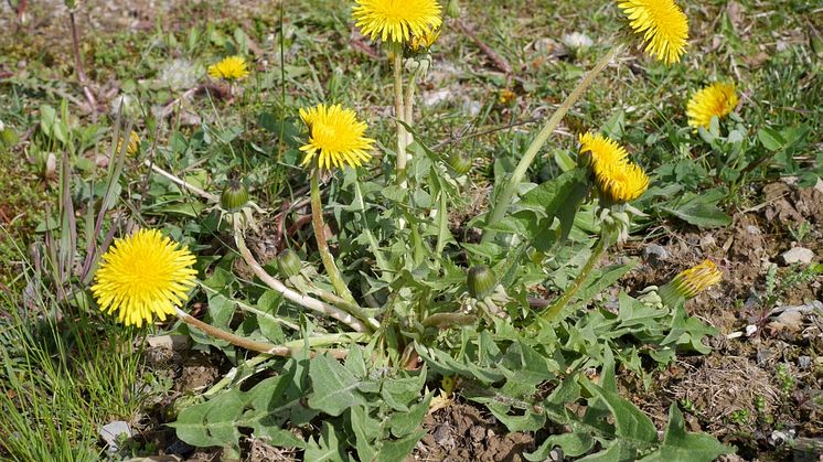 03_Dandelion_Taraxacum_officinale_Neudorff.jpg