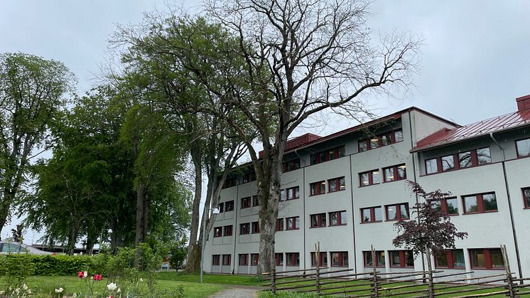 En av de sjuka almarna utanför Stadshuset.