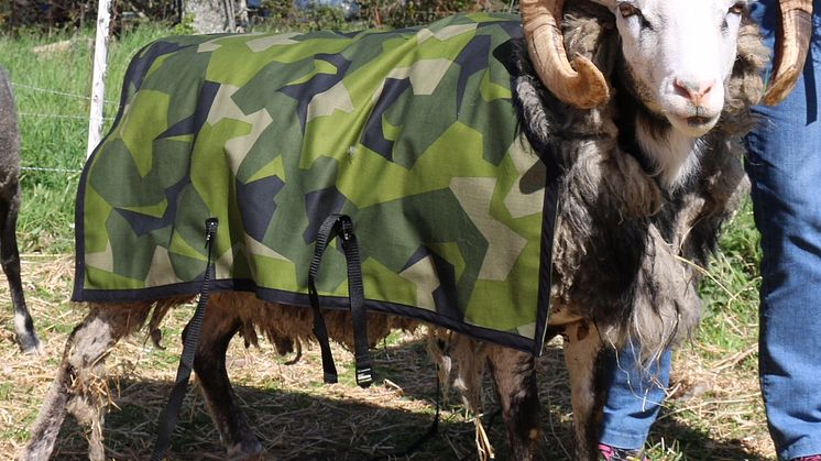 Baggen Harald V  Gotlands regementes maskot kommer att delta under ceremonin. Foto: Hans Håkansson/Försvarsmakten