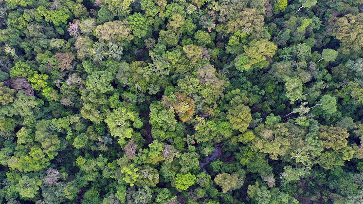 A research team has assessed how past climate changes have affected how the composition of tree species in one area differs from the composition of neighbouring areas on six continents. Photo: Getty Images