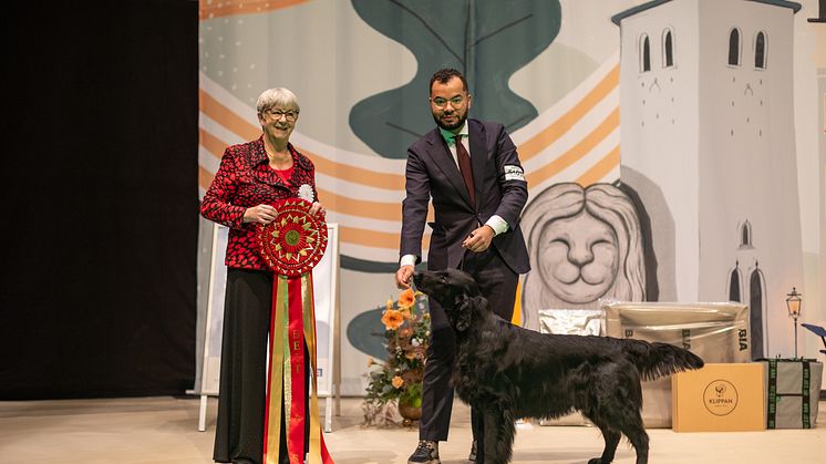 Best In Show  på Stockholm Hundmässa 2023 Almanza King Of The Castle Foto Jenny Jurnelius