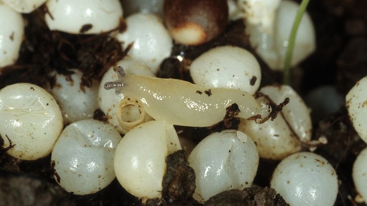 06_Slugs hatching_Arion_Neudorff.jpg