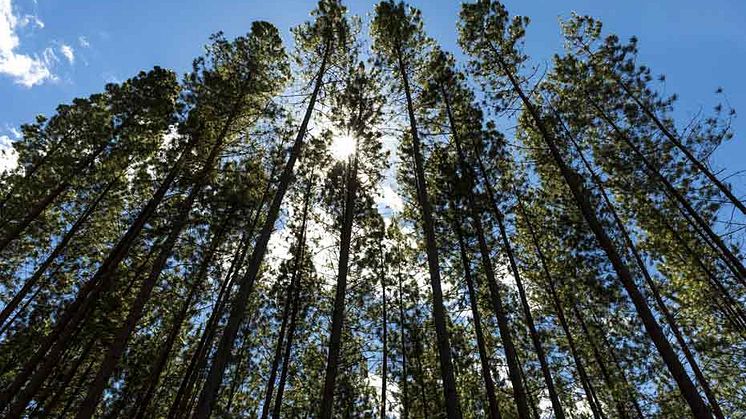 Smurfit Kappa sätter upp nya hållbarhetsmål med Better Planet 2050