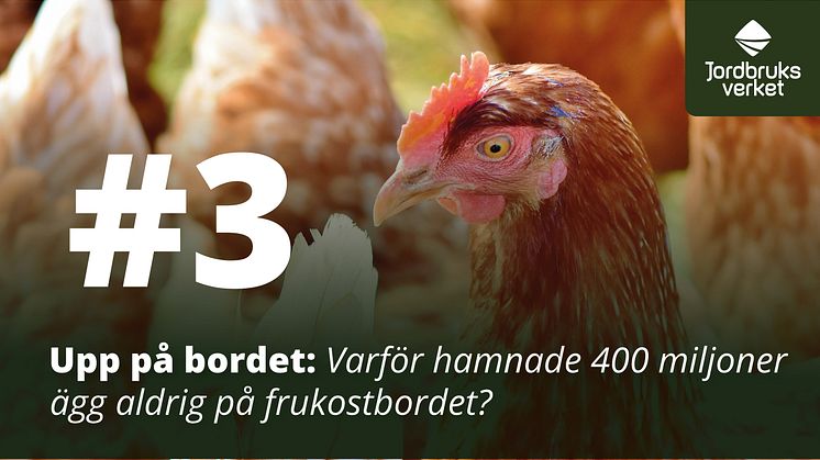 Avsnittsbild podd, höns. Foto: Shutterstock