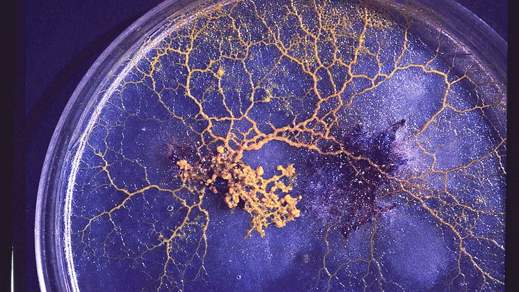 Plasmodium av Badhamia utricularis