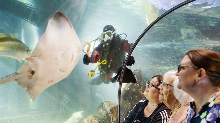 Knaggrocka simmar förbi besökare i tunnelakvariet