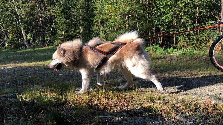 canadian-eskimo-dog-drag
