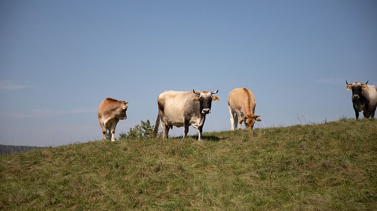Living Farms Goetheanum Gartenpark Garden Park Kuehe Cows_Jasmin Peschke