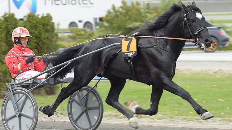 Ingbest kommer att starta i Speedrace för kallblod. Foto: TR Bild