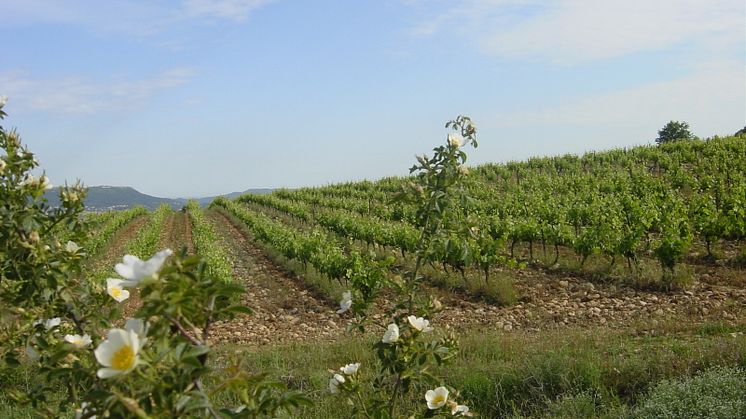 Ekologiska Mas Louise Côtes du Rhône 2019 - ny årgång och ny design!