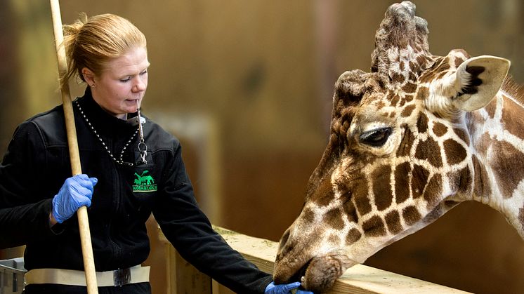 Giraffen Garp på Kolmården tränas inför blodprovstagning