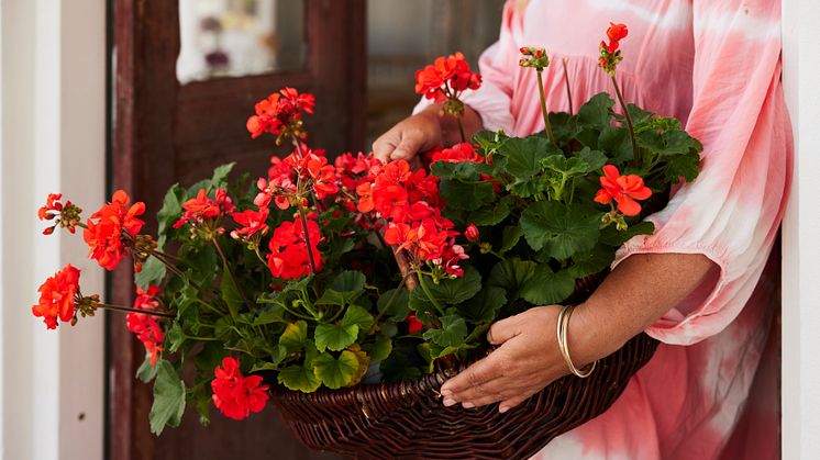 Årets Pelargon 2023 Pelargonium Moonlight Guido Foto Lina Arvidsson Blomsterfrämjandet 18