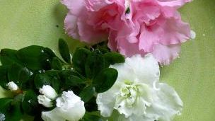 Vi blommar för Victoria Fonden