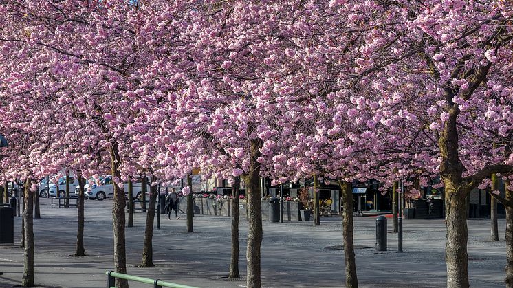Nolasoffor, Kungsträdgården Stockholm.