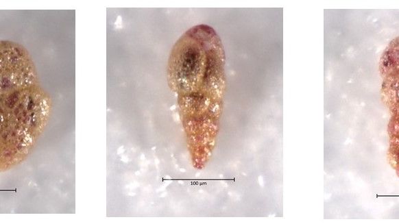 EISA_benthic foram pics_SHe