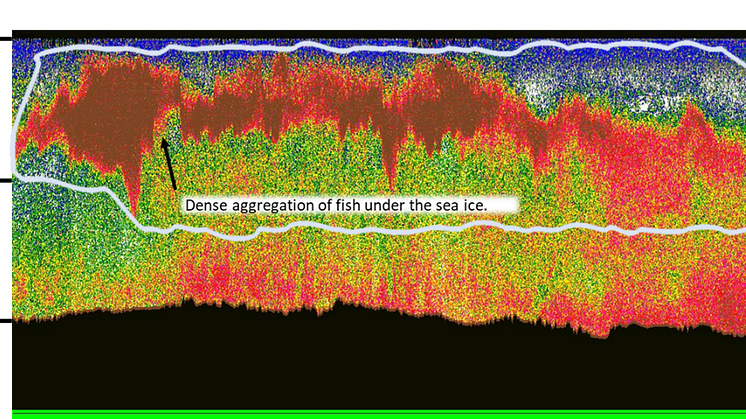 Dense schools of fish detected on the ship’s echosounder under the ice north of the Polar Front