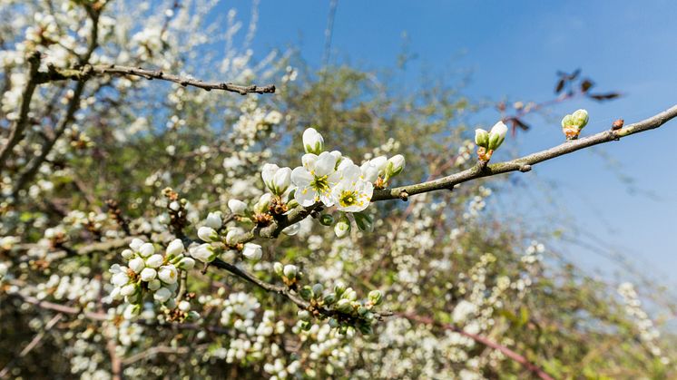 Rücksicht kommt an zu Ostern 2020 in Brandenburg. Foto: TMB-Fotoarchiv/Steffen Lehmann.