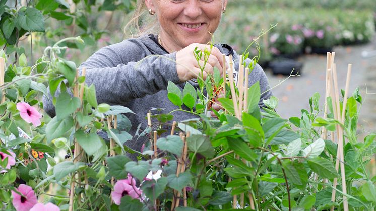 22Årets Sommarblomma 2023 Thunbergia alata Svartöga foto annikasnaturligating