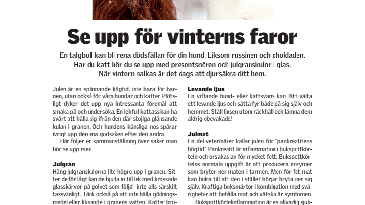 Julens faror för din katt och hund
