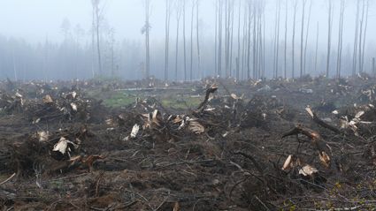 Energistubbar – ett miljöhot eller ett värdefullt tillskott i energiomställningen?