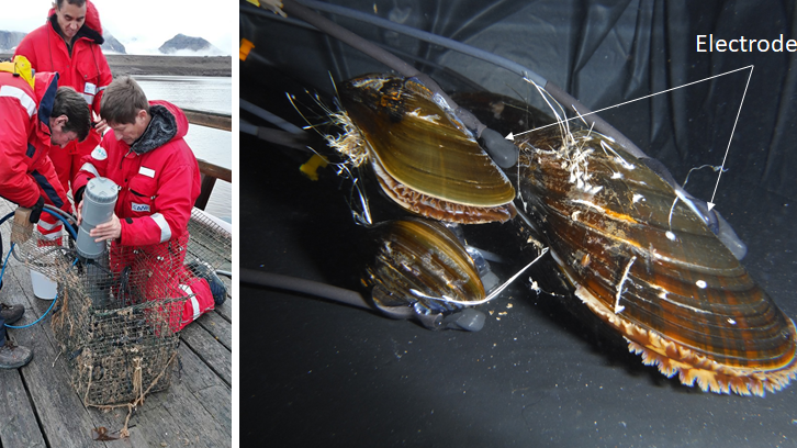 Left: Pierre Cirret, Hector Andrade and Damien Tran prepare the cage containing the blue mussels and Icelandic scallops connected to valvometers. Right: blue mussels connected to electrodes, ready to be deployed in the field.