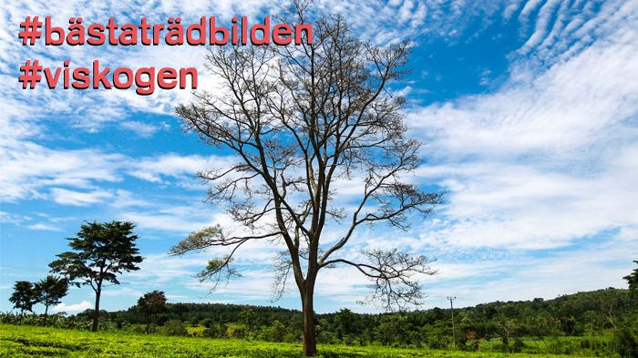 Var med i Vi-skogens fototävling och ta chansen att bli Sveriges bästa trädfotograf!