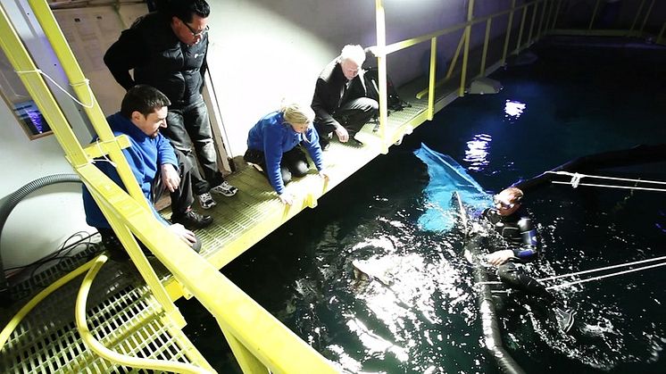 Jättegitarrfisk simmar i Universeums oceantank