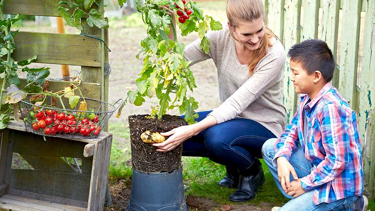 ​TomTato® - kombinerad tomat- och potatisplanta