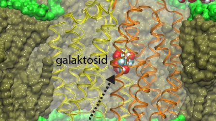 Cellmembrantransport. Illustration: Magnus Andersson