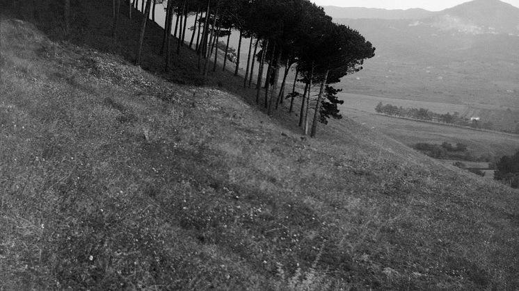 Trädgrupp i Toscana, 1903. Foto: Prins Eugen
